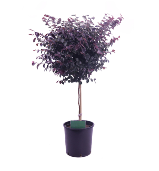 Loropetalum nsk BLACK PEARL na kmnku 50 cm, kont. 3 l 