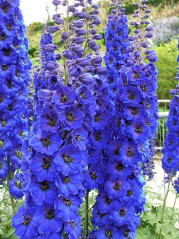 Ostroka (straka) MAGIC FOUNTAINS DARK BLUE/BLACK BEE kont. 0,5 l