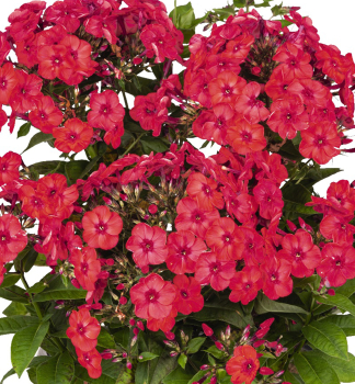 Flox latnat FLAME WATERMELON kont. 0,5 l
