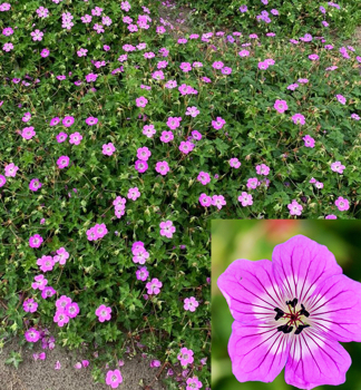 Kakost hybridn� �KELLY ANNE�  kont. 0,5 l
