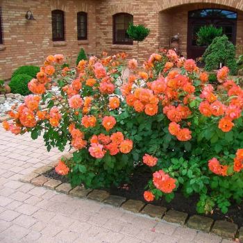 Obr�zok (5)