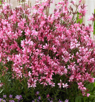 Gaura Lindheimeri BABY BUTTERFLY DARK PINK kont. 0,5 l