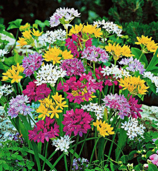 Okrasn esnek SMALL FLOWERING MIX 3 ks v kont. 0,5 l