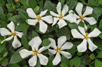Obr�zok (3)
