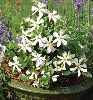 Gard�nie jasm�novit� �PINWHEEL�� 20-30 cm, kont. 2 l