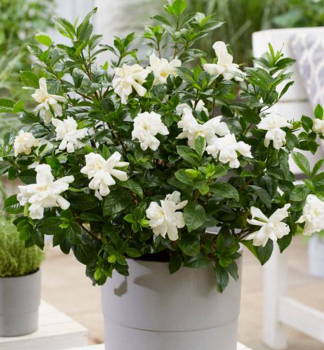Gardnie jasmnovit DOUBLE DIAMONDS 30-40 cm, kont. 2 l