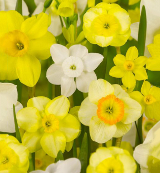 Narcis botanický 'MIX', 3 ks v kont. 0,5 l