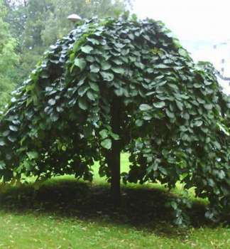 Jilm horsk PENDULA na kmnku 150 cm, kont. 10 l