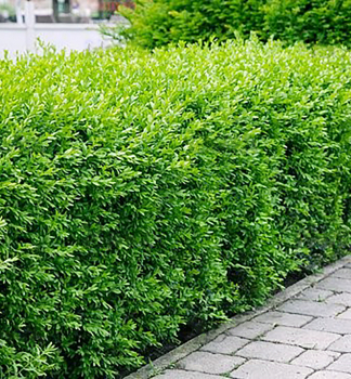 Pta zob obecn 50-60 cm, kont. 1 l