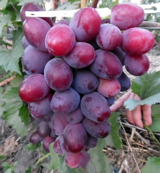Obrzok (2)