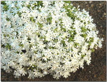 Obrzok (4)