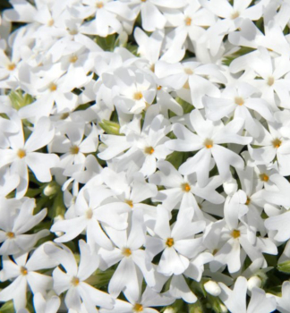 Flox dlovit SNOWFLAKE kont. 0,5 l