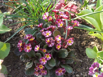 Obrzok (5)