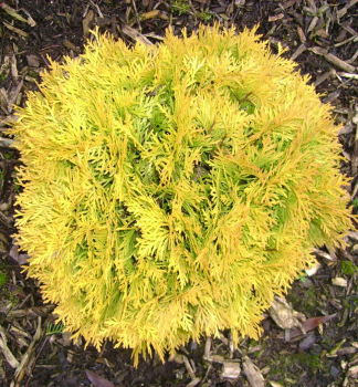 Obrzok