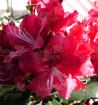 Obr�zok (2)