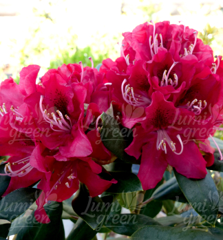 Obr�zok (6)