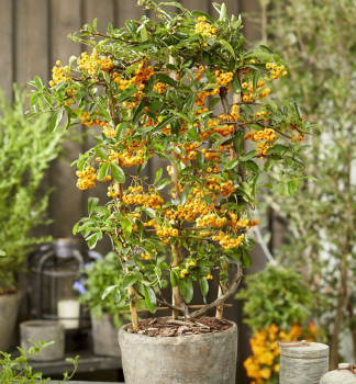 Hlohyn arlatov SUNNY STAR 40-50 cm, kont. 1,6 l, vyvzan
