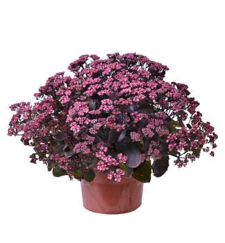 Rozchodnk GLOBE PURPLE kont. 0,5 l