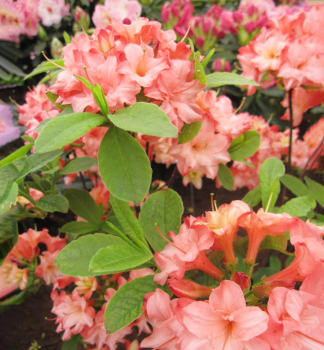 Azalka velkokvt ROSENKPFCHEN 50-60 cm, kont. 2,5 l