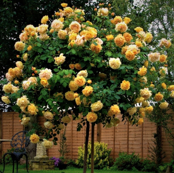 Růže stromková ´GOLDEN SUN´ převislá, na kmínku 100 cm, kont. 7 l