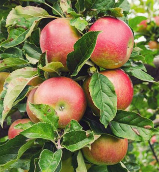 Jablo HONEYCRISP podp. P60, prostok.