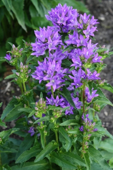 Obr�zok (1)