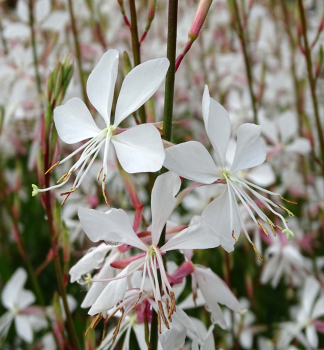 Gaura Lindheimeri SNOWSTORM kont. 0,5 l