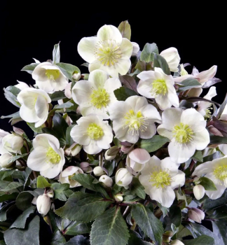 emeice hybridn SNOW DANCE kvetouc, kont. 1 l
