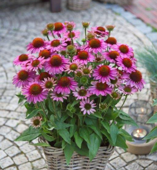 Tapatka nachov SUN MAGIC VINTAGE FUCHSIA kont. 1 l