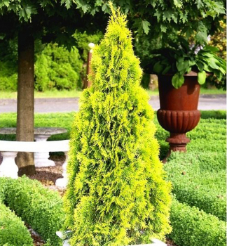 Zerav vchodn PYRAMIDALIS AUREA 50-60 cm, kont. 2 l