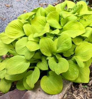 Hosta (Bohyka) SUN MOUSE kont. 0,5 l