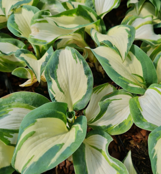 Hosta (bohyka) HANS kont. 0,5 l