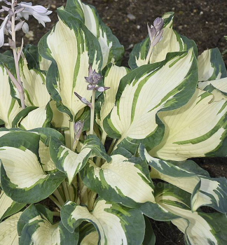 Hosta (bohyka) HANS kont. 0,5 l