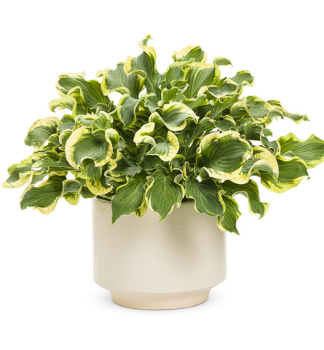 Hosta (bohyka) SHADOWLAND WHEEE! kont. 0,5 l