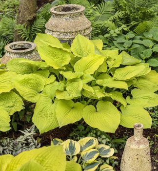 Hosta (bohyka) AGE OF GOLD kont. 0,5 l