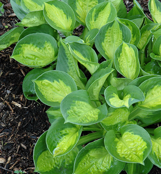 Hosta (bohyka) POCKETFUL OF SUNSHINE kont. 0,5 l