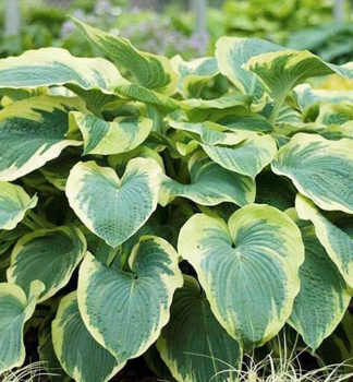 Hosta (Bohyka) AMERICAN HELO kont. 1,5 l