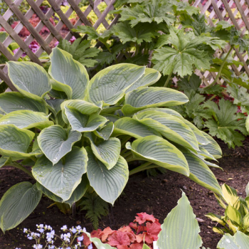 Hosta (bohyka) SHADOWLAND WU LA LA kont. 0,5 l