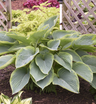 Hosta (bohyka) SHADOWLAND WU LA LA kont. 0,5 l