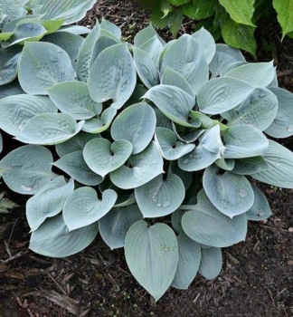 Hosta (Bohyka) BULLET PROOF kont. 1 l