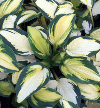 Hosta (Bohyka) GEORGIAS SWEETHEART kont. 1 l