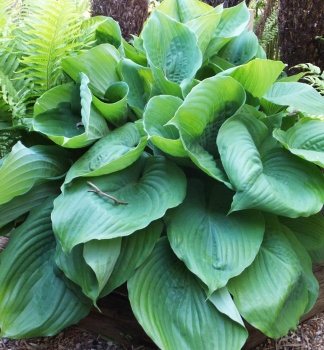 Hosta (Bohyka) JURASSIC PARK kont. 1 l
