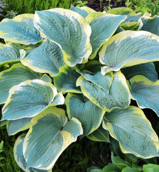 Hosta (Bohyka) ORIONS BELT kont. 1 l