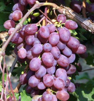 Vinná réva stolní rezistentní ´VIKTORIA´ 20-30 cm, zemní bal