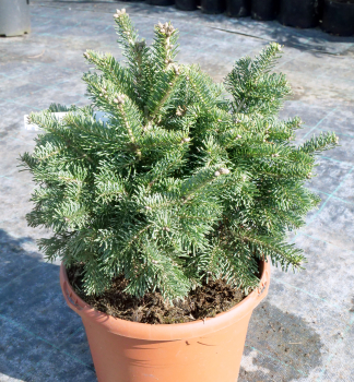 Jedle balzmov GLOBOSA 20-30 cm, kont. 5 l