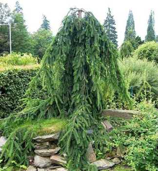 Jedle kavkazsk PENDULA 50-60 cm, kont. 20 l