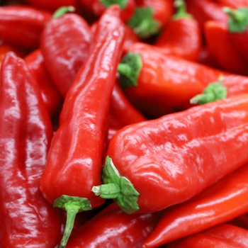 Paprika ron CORNO ROSSO ALCESTE F1 kont. 0,5 l