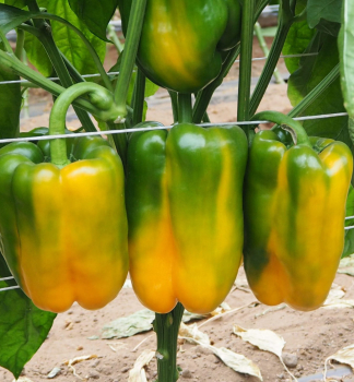 Paprika velkoplod erven MOHAI BACCO F1 kont. 0,5 l, tpen