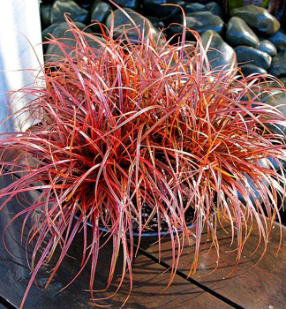 Australsk ohniv trva RUBRA 20-30 cm, kont. 1,5 l