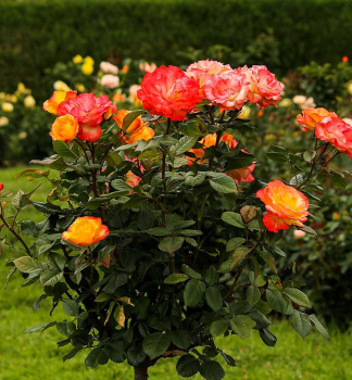 Růže stromková ´ORIENT EXPRESS´ na kmínku 110 cm, kont. 5 l